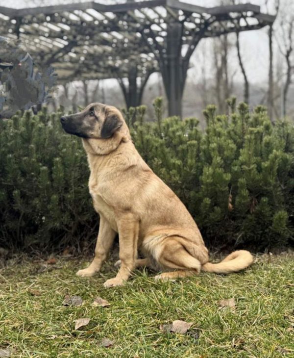 Carma Kangal Carma Kangal