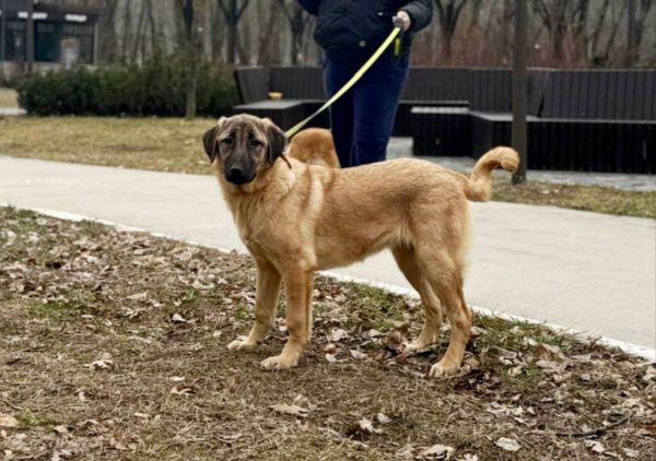 Carma Kangal Carma Kangal