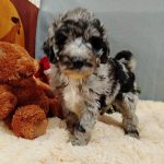 Charmys-male-Labradoodle-puppy-for sale-2