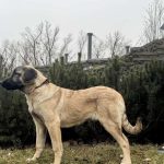 Ciara-female-Kangal-puppy-for-sale-1
