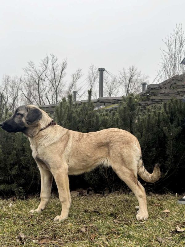 Ciara Kangal Ciara Kangal