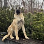 Ciara-female-Kangal-puppy-for-sale-2