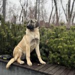Ciara-female-Kangal-puppy-for-sale-3