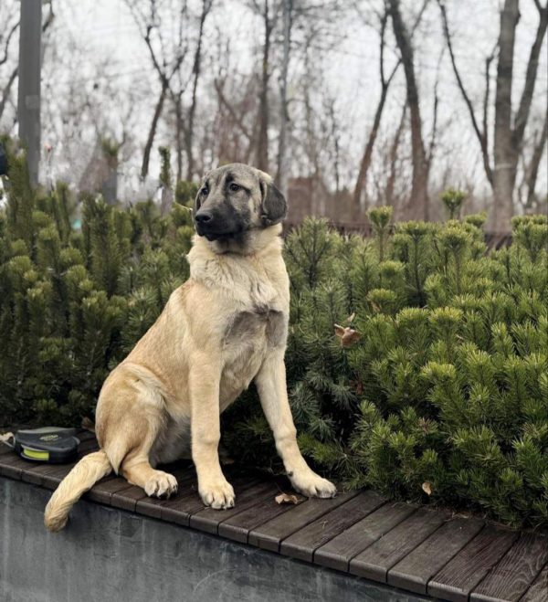 Ciara Kangal Ciara Kangal