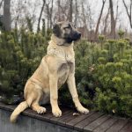 Ciara-female-Kangal-puppy-for-sale-4