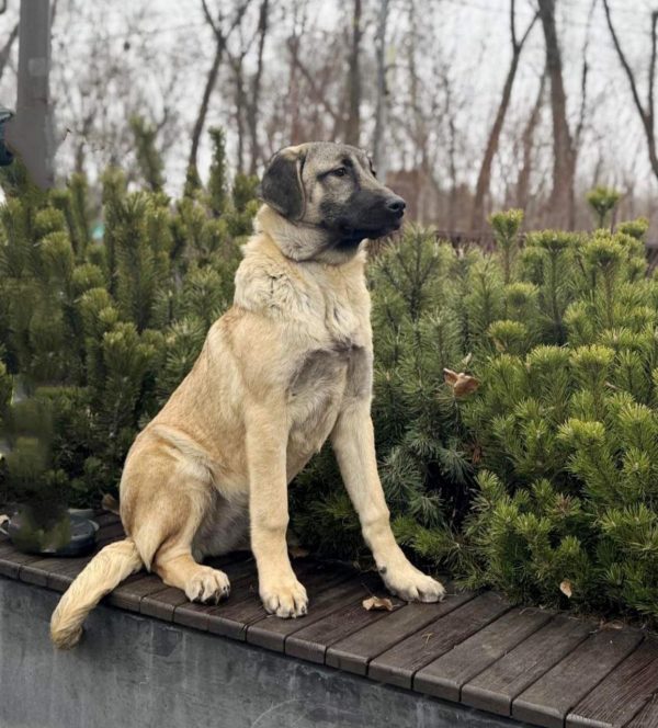 Ciara Kangal Ciara Kangal