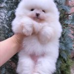 Favorite-female-pomeranian-puppy-for-sale-1 (1)