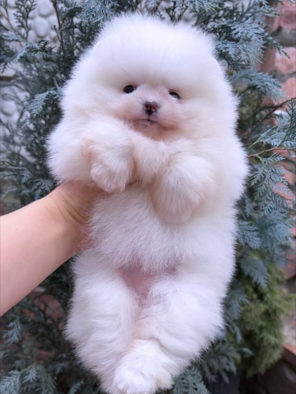 Favorite Pomeranian Favorite Pomeranian