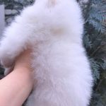 Favorite-female-pomeranian-puppy-for-sale-1 (2)