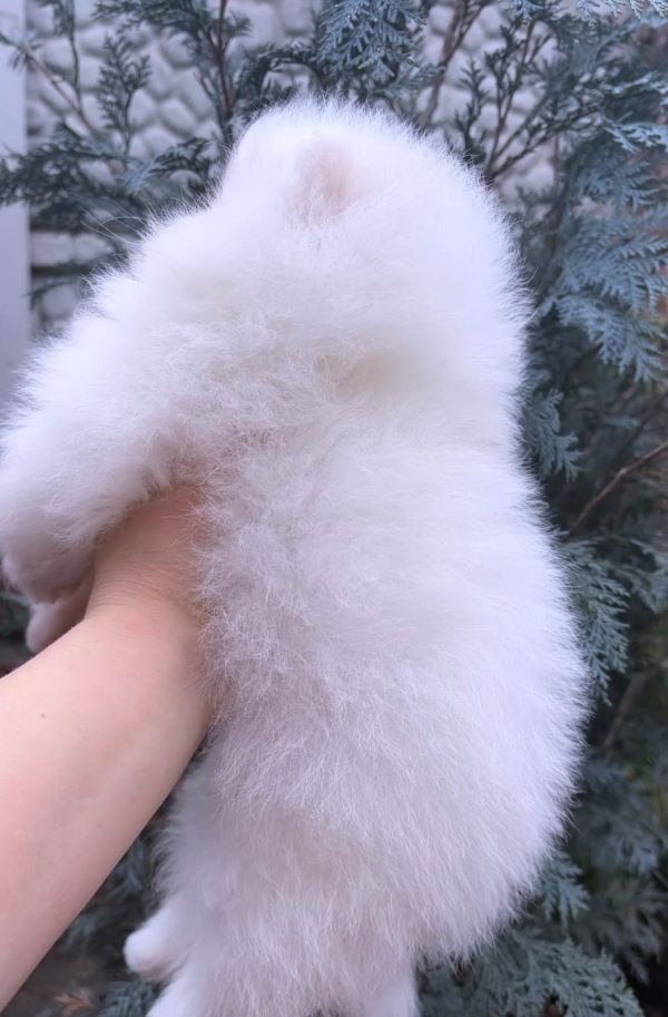 Favorite Pomeranian Favorite Pomeranian