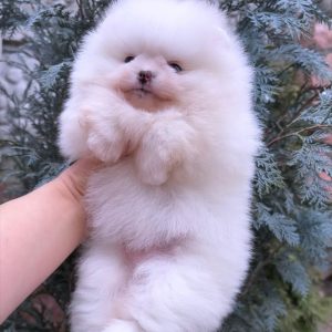 Favorite Pomeranian Favorite Pomeranian