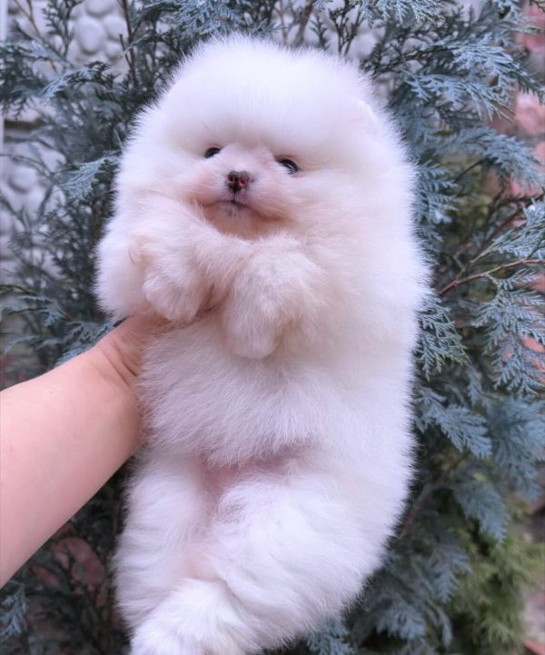 Favorite Pomeranian Favorite Pomeranian