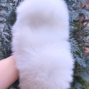 Favorite Pomeranian Favorite Pomeranian