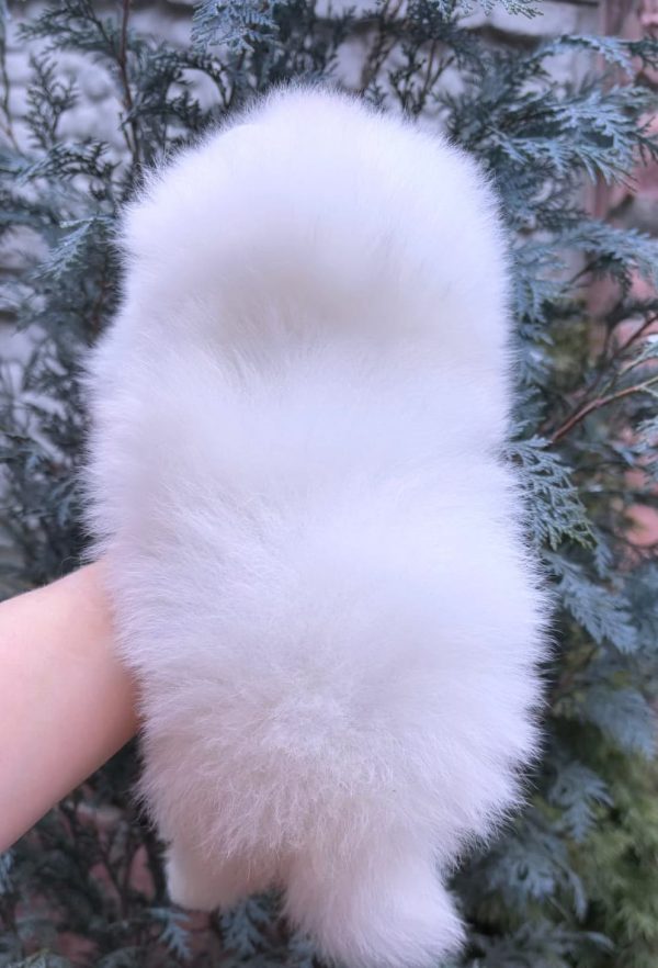 Favorite Pomeranian Favorite Pomeranian