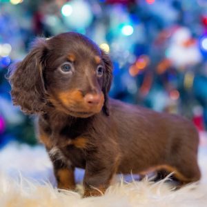 Ferdinand Miniature Dachshund