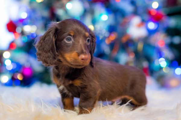 Ferdinand Miniature Dachshund Ferdinand Miniature Dachshund
