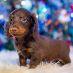 Ferdinand-male-miniature-dachshund-puppy-for-sale-02