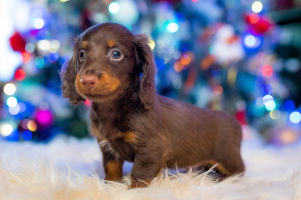 Ferdinand Miniature Dachshund Ferdinand Miniature Dachshund