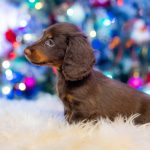 Ferdinand-male-miniature-dachshund-puppy-for-sale-03
