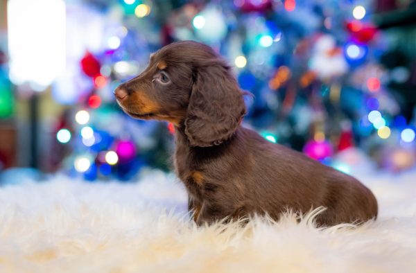 Ferdinand Miniature Dachshund Ferdinand Miniature Dachshund