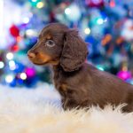 Ferdinand-male-miniature-dachshund-puppy-for-sale-04