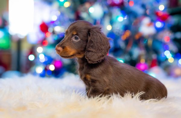 Ferdinand Miniature Dachshund Ferdinand Miniature Dachshund