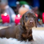 Ferdinand Miniature Dachshund