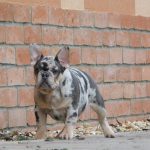 Julia-female-french-bulldog-puppy-for-sale-1