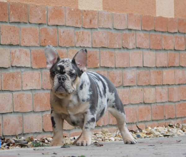 Julia French Bulldog