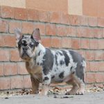 Julia-female-french-bulldog-puppy-for-sale-2