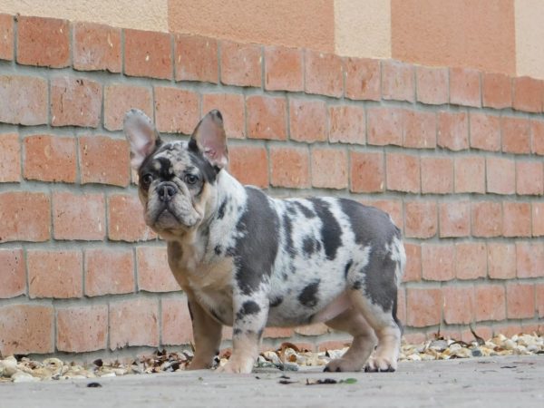 Julia French Bulldog