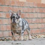 Julia-female-french-bulldog-puppy-for-sale-3