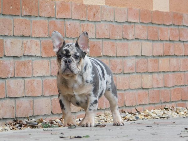 Julia French Bulldog