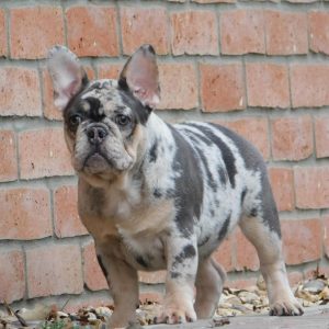 Julia French Bulldog