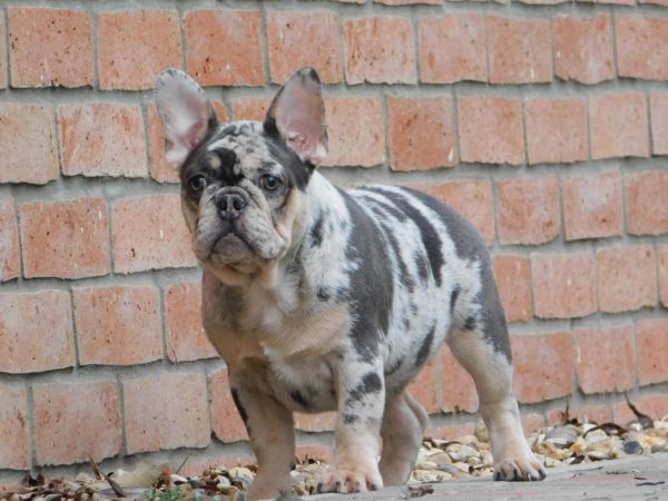 Julia French Bulldog