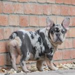 Julia-female-french-bulldog-puppy-for-sale-5