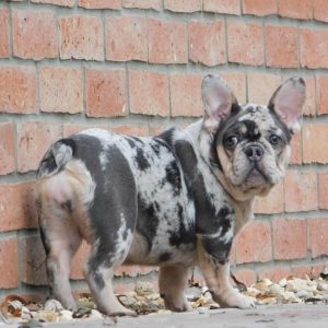 Julia French Bulldog