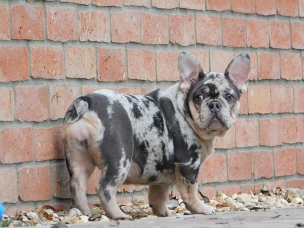 Julia French Bulldog