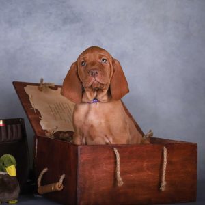 King Hungarian Vizsla King Hungarian Vizsla