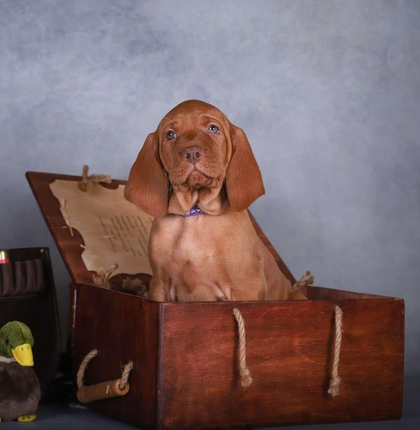 King Hungarian Vizsla King Hungarian Vizsla