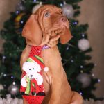 King-male-Hungarian-vizla-puppy-for-sale-2 (2)
