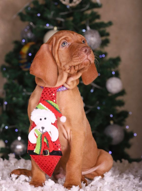 King Hungarian Vizsla King Hungarian Vizsla