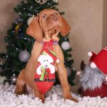 King-male-Hungarian-vizla-puppy-for-sale-2 (3)