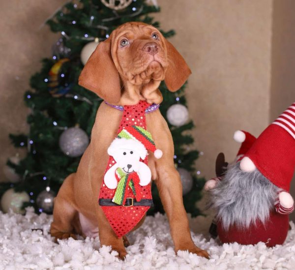 King Hungarian Vizsla King Hungarian Vizsla