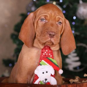 King Hungarian Vizsla King Hungarian Vizsla