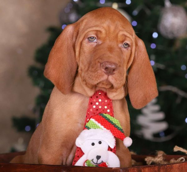 King Hungarian Vizsla King Hungarian Vizsla