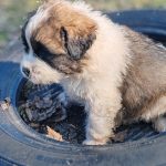 Kolja-male-moscow-watchdog-puppy-for-sale-01