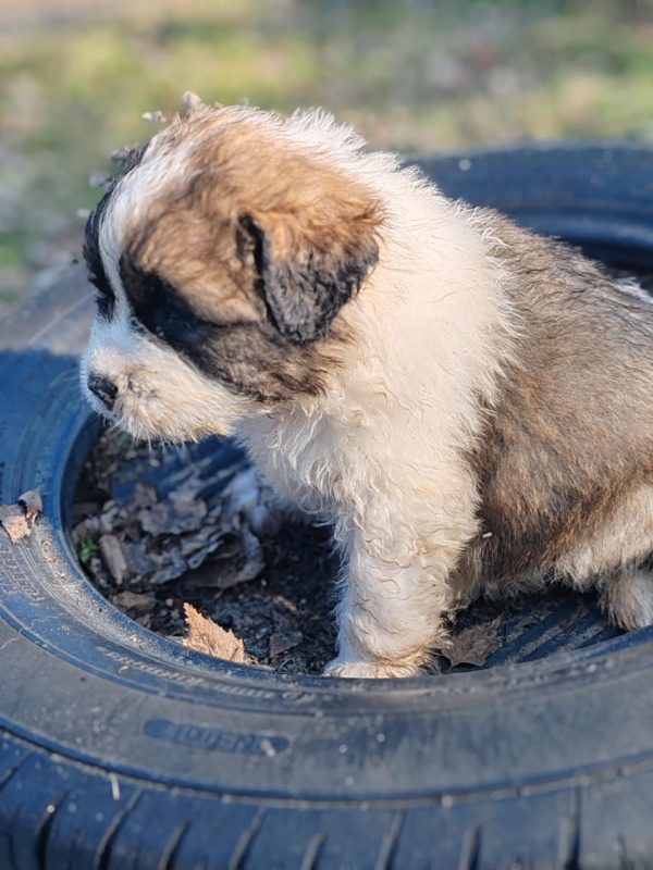 Kolja Moscow Watchdog