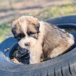 Kolja-male-moscow-watchdog-puppy-for-sale-02