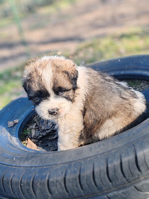 Kolja Moscow Watchdog